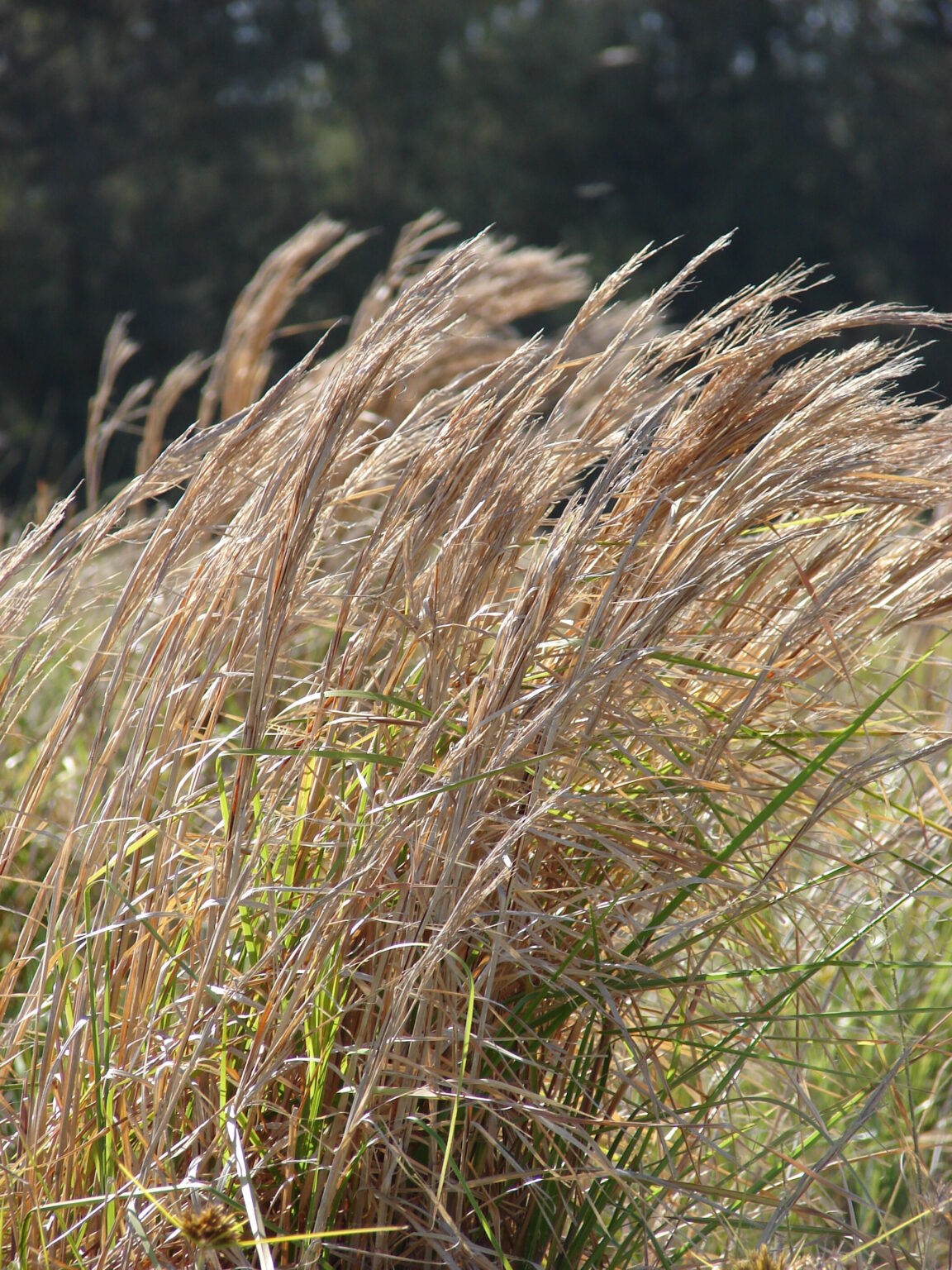 Bluestem, Broomsedge Justin Seed