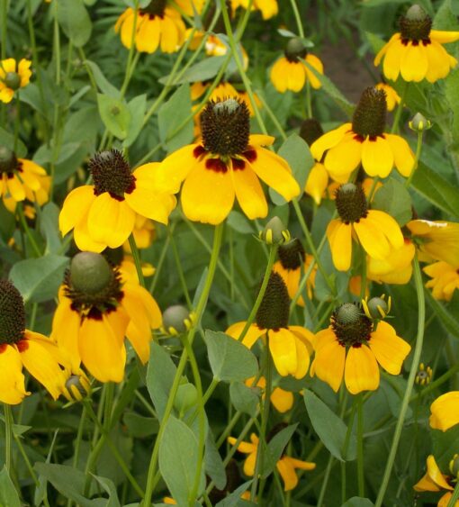 Coneflower, Clasping - Justin Seed