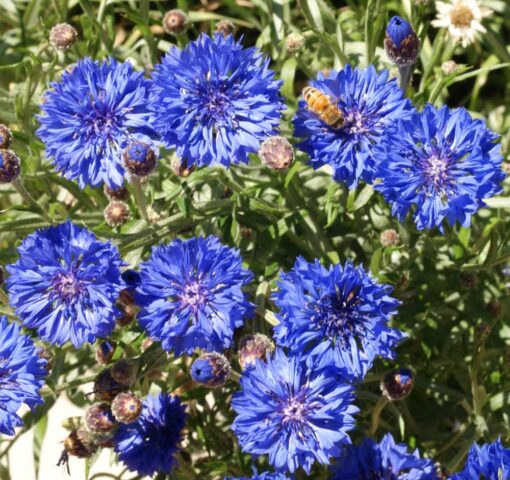 Cornflower (Bachelor's Button) - Justin Seed