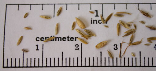 Detention Basin Grass Mix