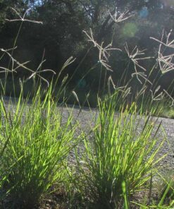 Windmillgrass, Hooded