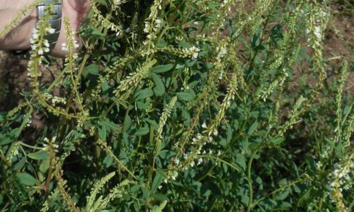 Silver River White Sweetclover