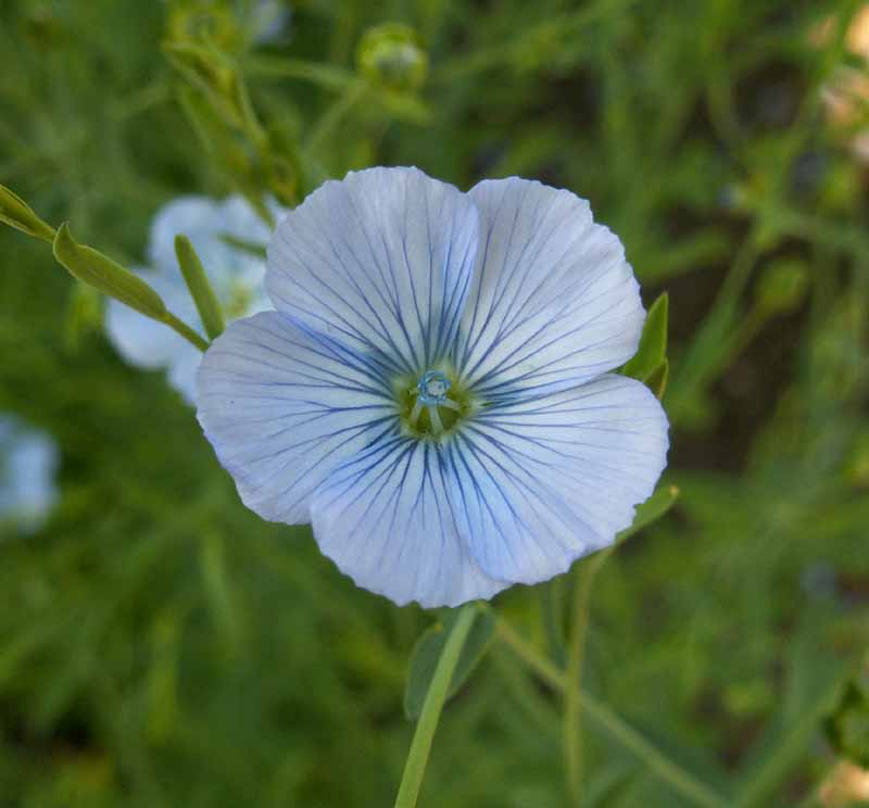 Flax Blue Annual Justin Seed 0350