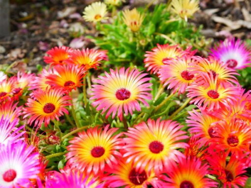 Daisy, Livingstone