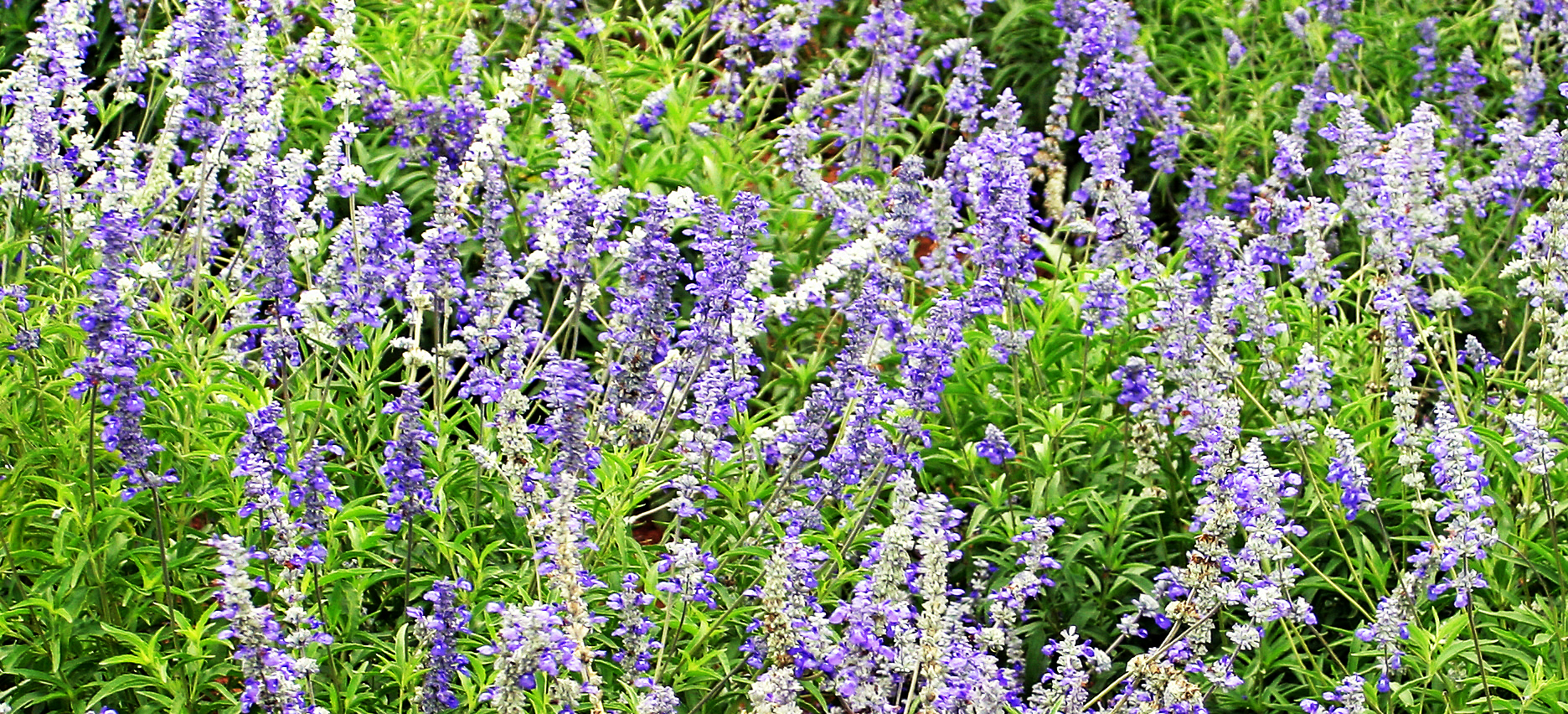 Sage, Mealy Blue - Justin Seed
