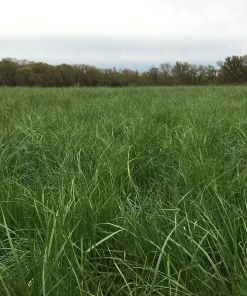 Fescue, Chisolm (Endophyte-Free Pasture Fescue)